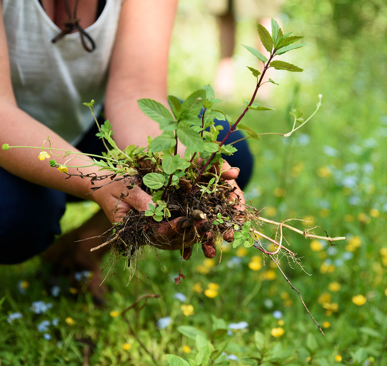 Person holding wild mint plant removed from the ground.